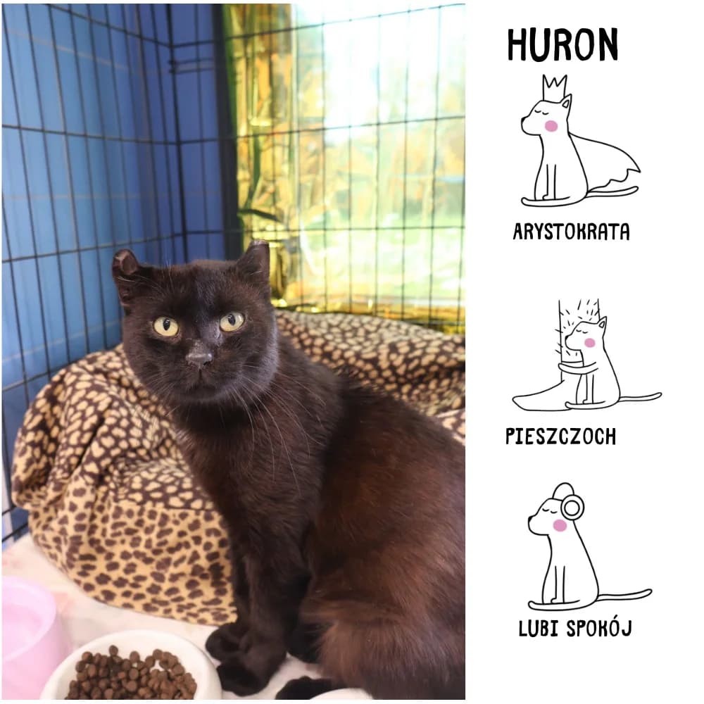 Huron, Mixed Breed (Schronisko Zabrze)