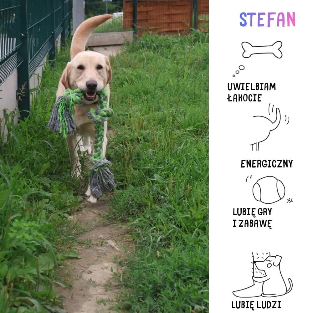 Stefan, male Mixed Breed for adoption at Schronisko Zabrze, Zabrze