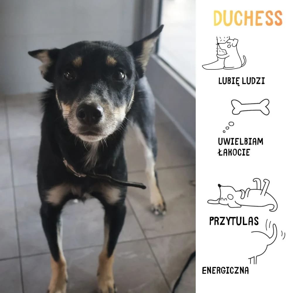 Duchess, female Mixed Breed for adoption at Schronisko Zabrze, Zabrze