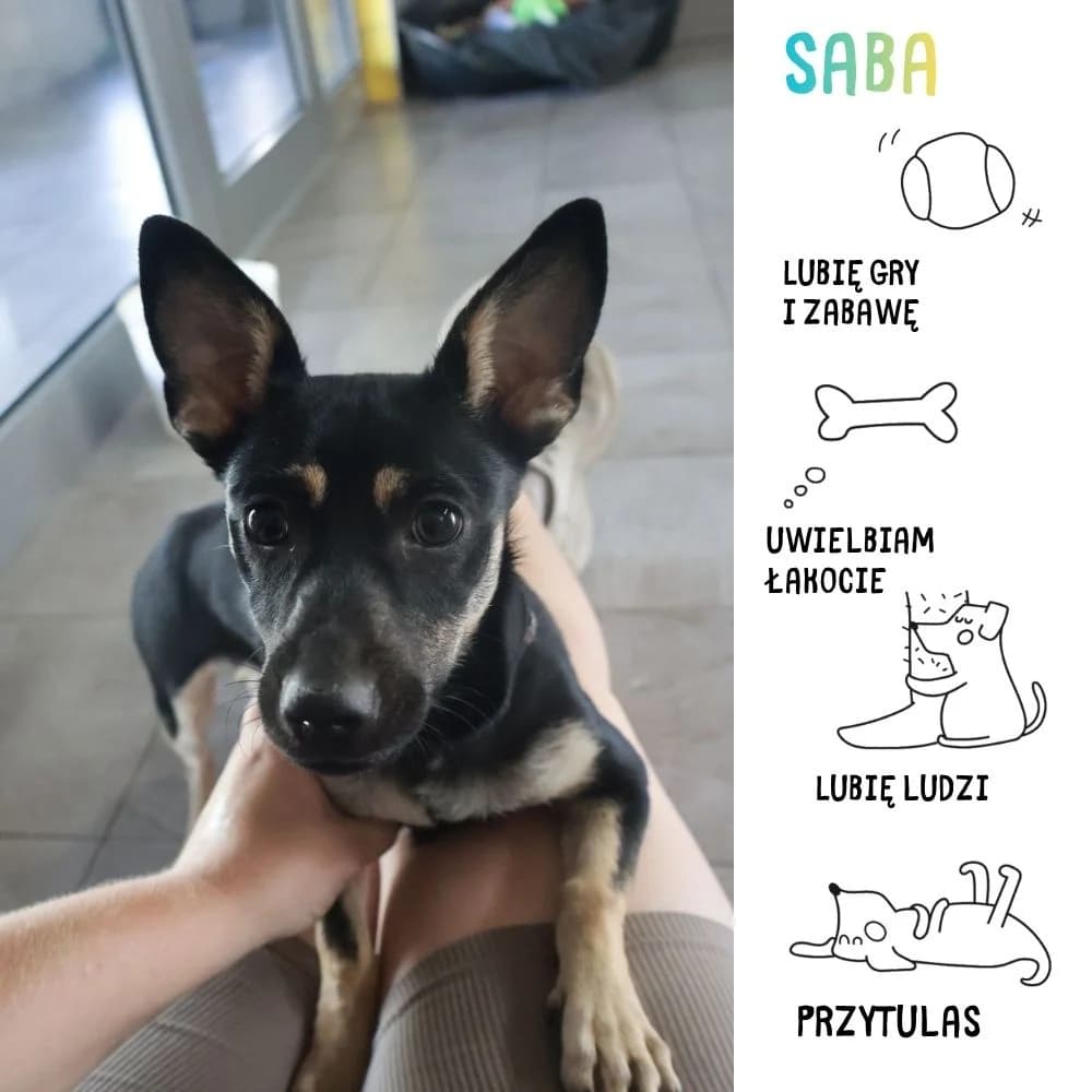 Saba, female Mixed Breed for adoption at Schronisko Zabrze, Zabrze