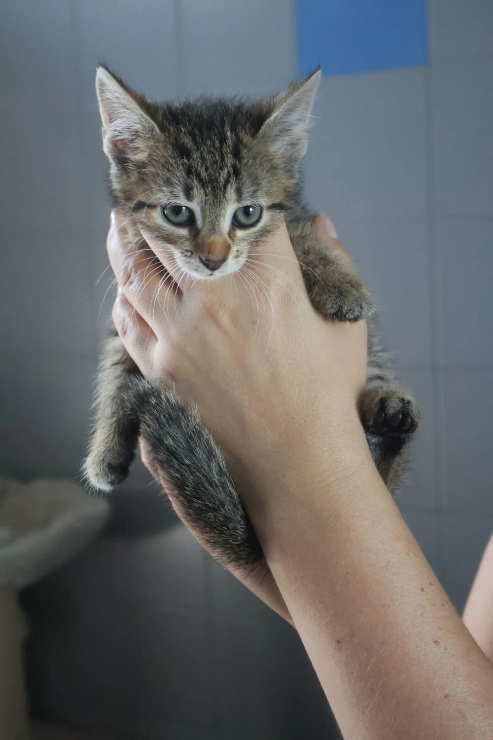 Whooper,  Mixed Breed for adoption at Schronisko Zabrze, Zabrze