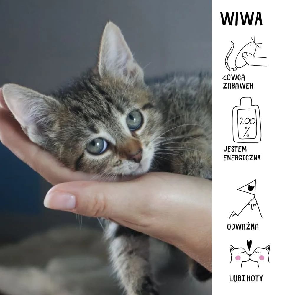 Wiwa, female Mixed Breed for adoption at Schronisko Zabrze, Zabrze