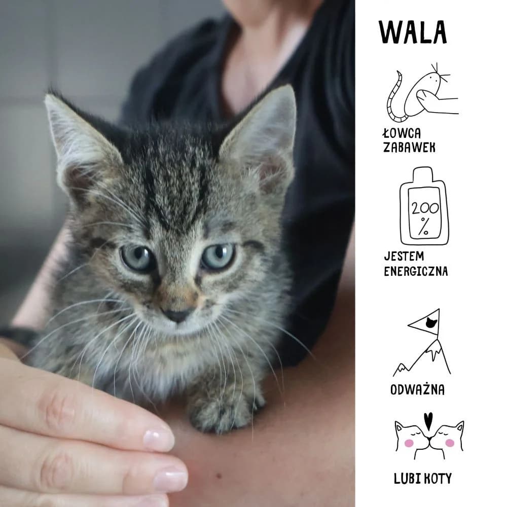 Wala,  Mixed Breed for adoption at Schronisko Zabrze, Zabrze
