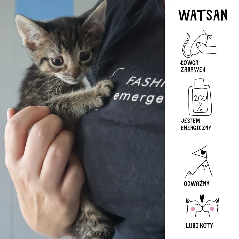 Watsan,  Mixed Breed for adoption at Schronisko Zabrze, Zabrze