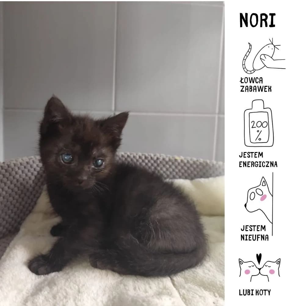 Nori, puppy Mixed Breed for adoption at Schronisko Zabrze, Zabrze