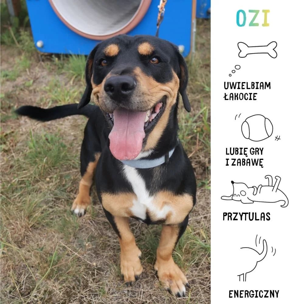 Ozi,  Mixed Breed for adoption at Schronisko Zabrze, Zabrze