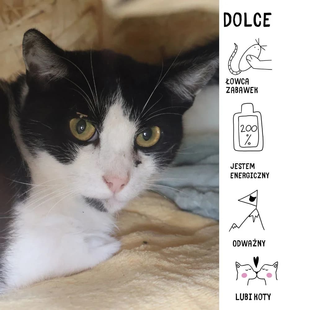 Dolce,  Mixed Breed for adoption at Schronisko Zabrze, Zabrze