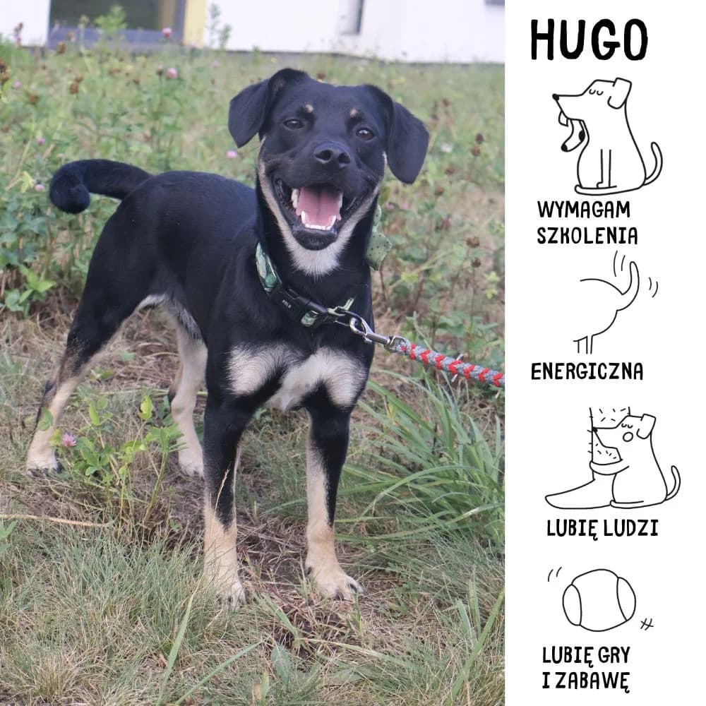 Hugo,  Mixed Breed for adoption at Schronisko Zabrze, Zabrze