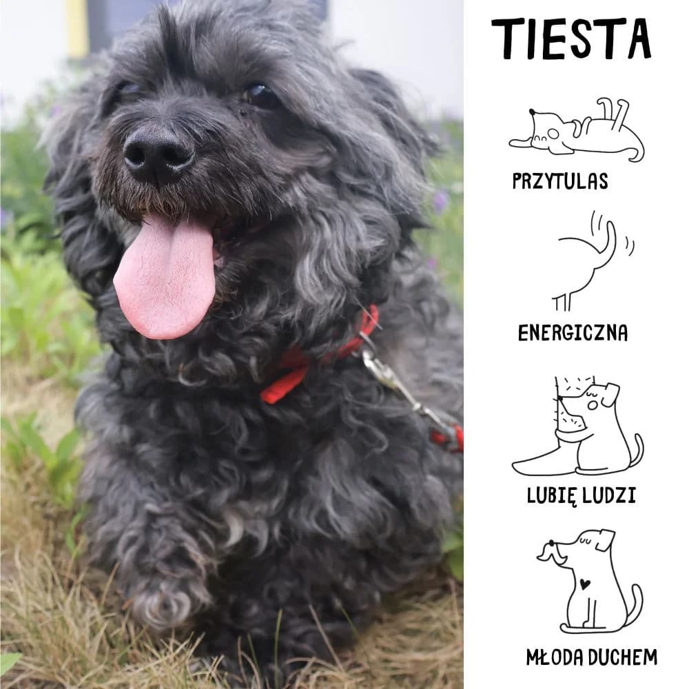 Tiesta, female Mixed Breed for adoption at Schronisko Zabrze, Zabrze