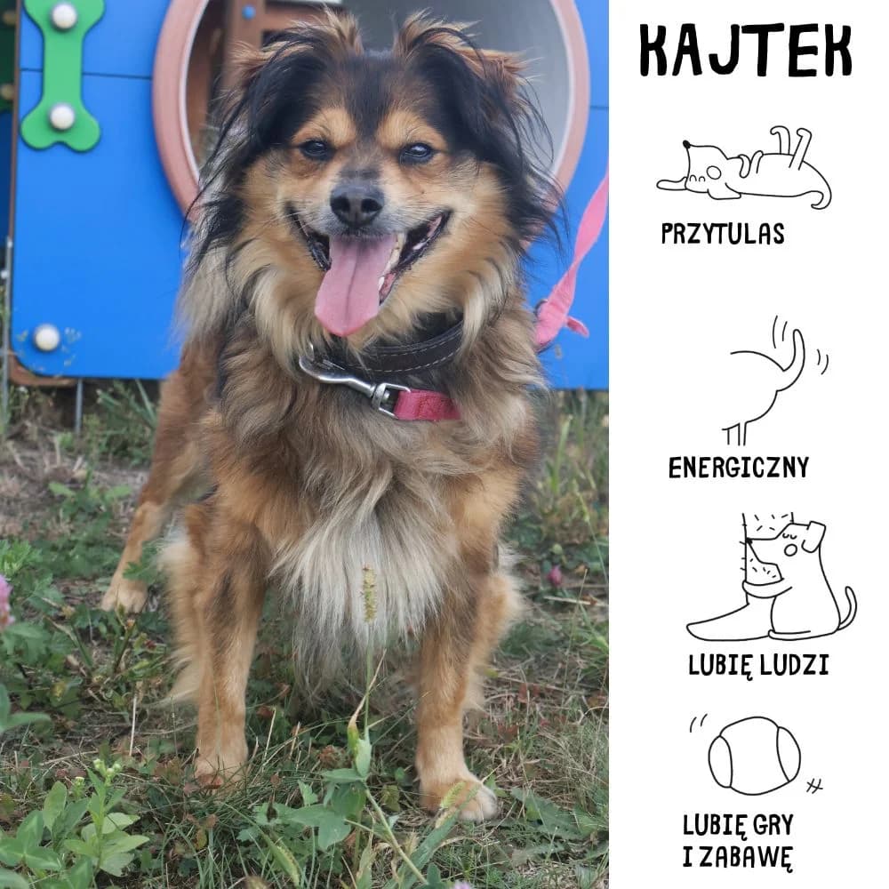 Kajtek,  Mixed Breed for adoption at Schronisko Zabrze, Zabrze