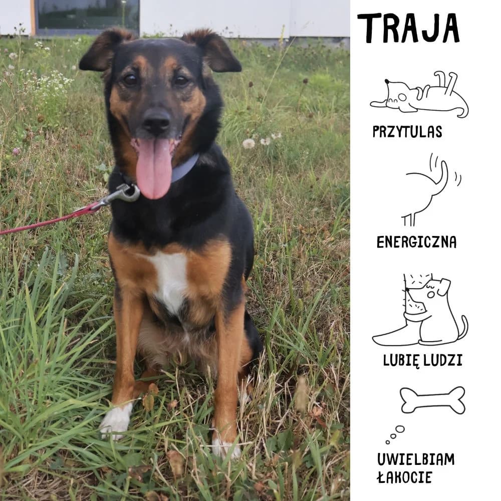 Traja, female Mixed Breed for adoption at Schronisko Zabrze, Zabrze