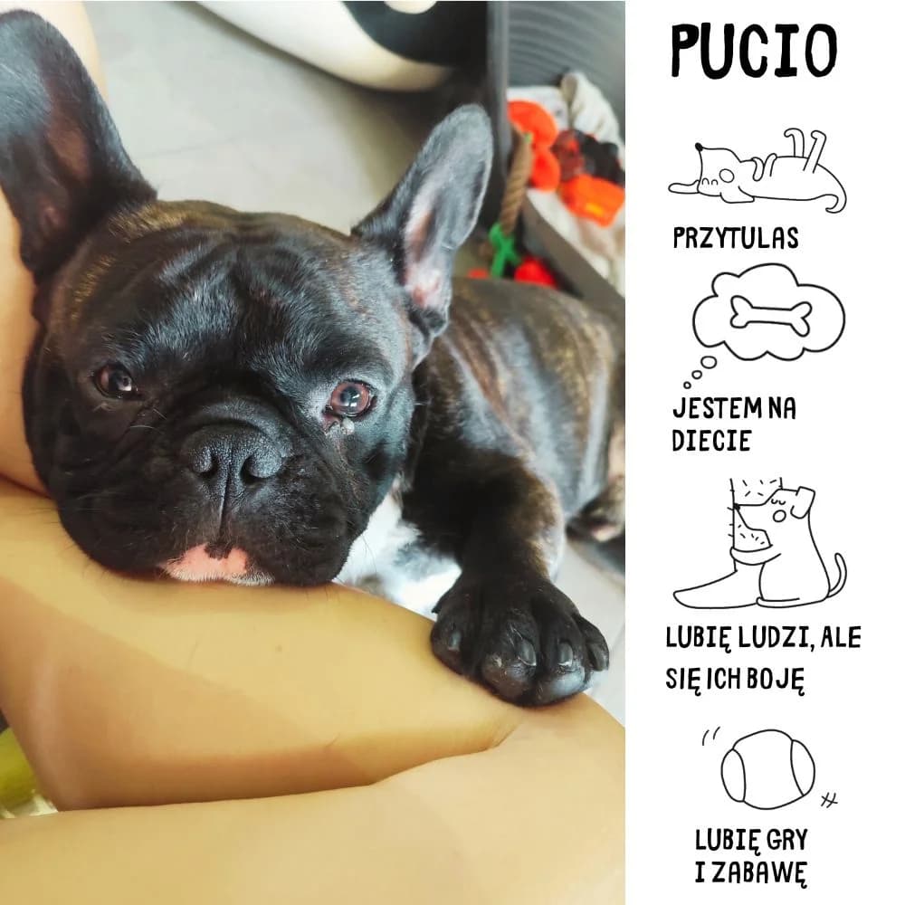 Pucio,  Mixed Breed for adoption at Schronisko Zabrze, Zabrze