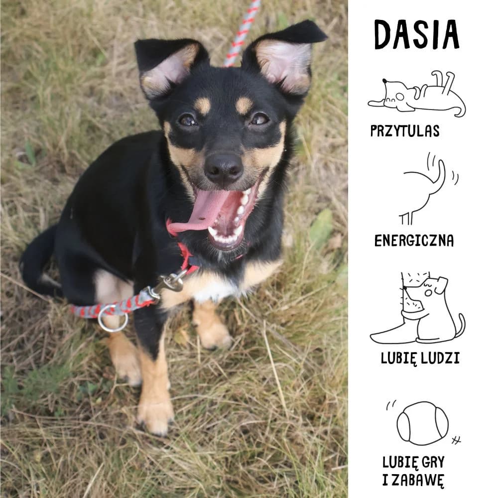 Dasia,  Mixed Breed for adoption at Schronisko Zabrze, Zabrze