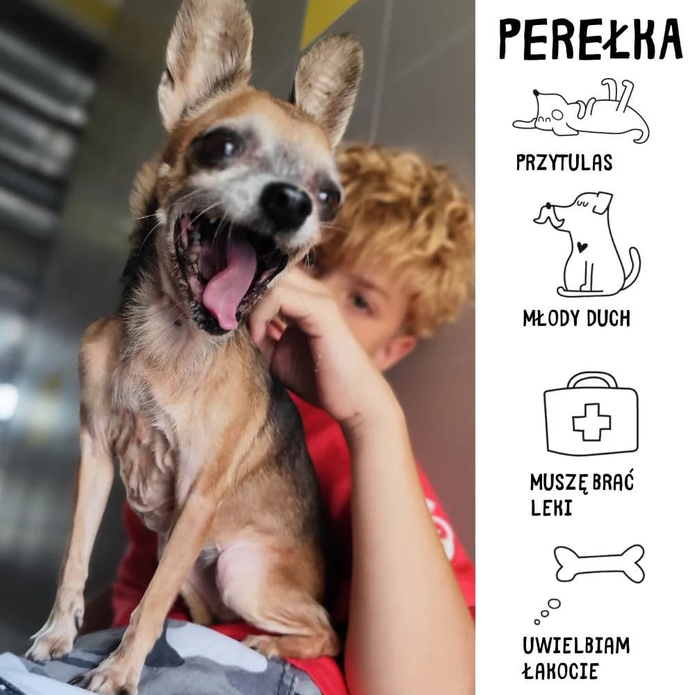 Perełka, female Mixed Breed for adoption at Schronisko Zabrze, Zabrze