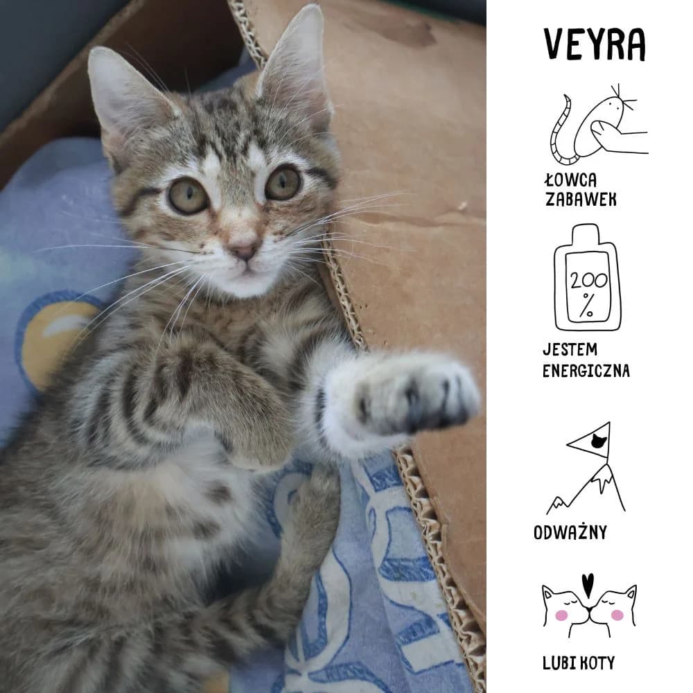 Veyra,  Mixed Breed for adoption at Schronisko Zabrze, Zabrze