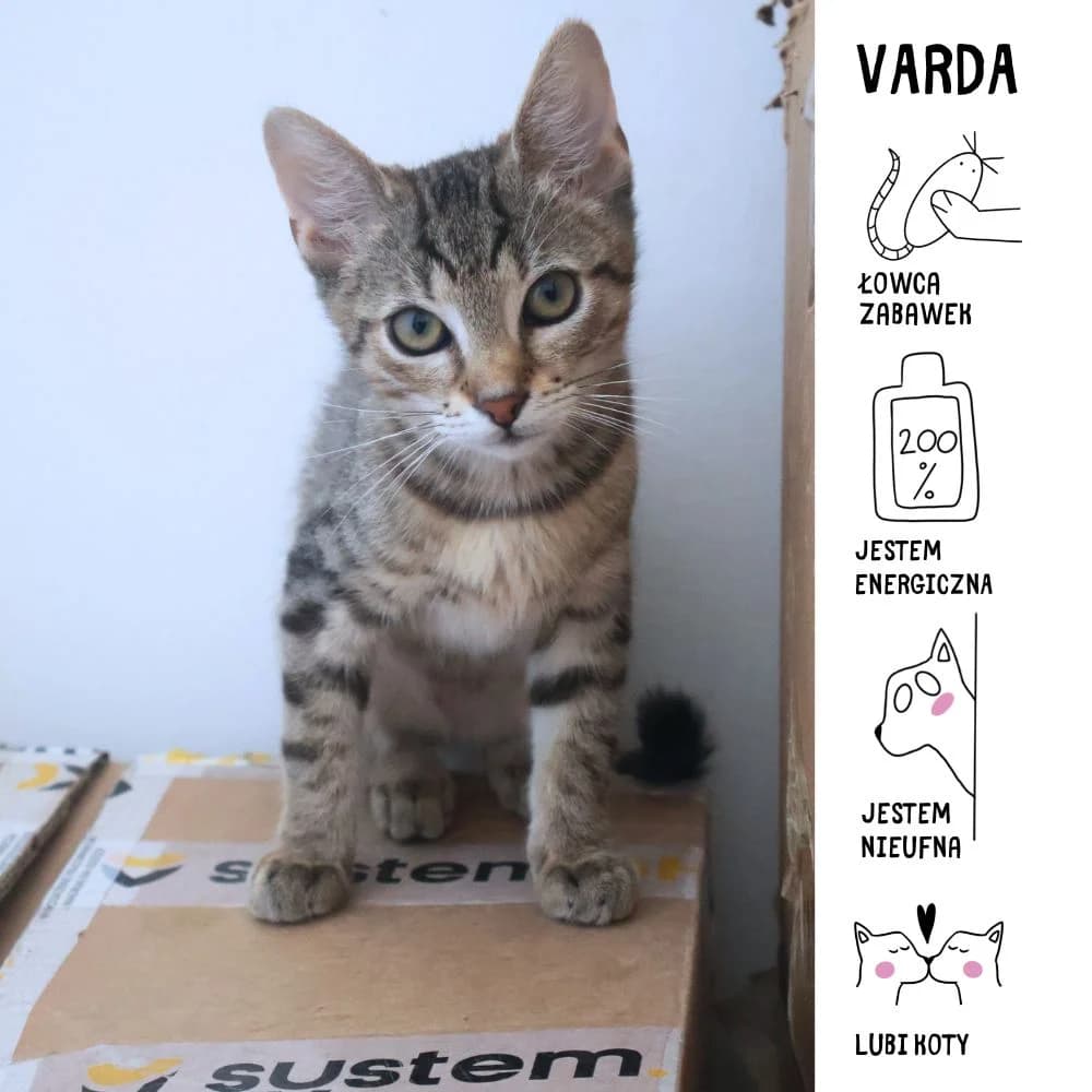 Varda,  Mixed Breed for adoption at Schronisko Zabrze, Zabrze