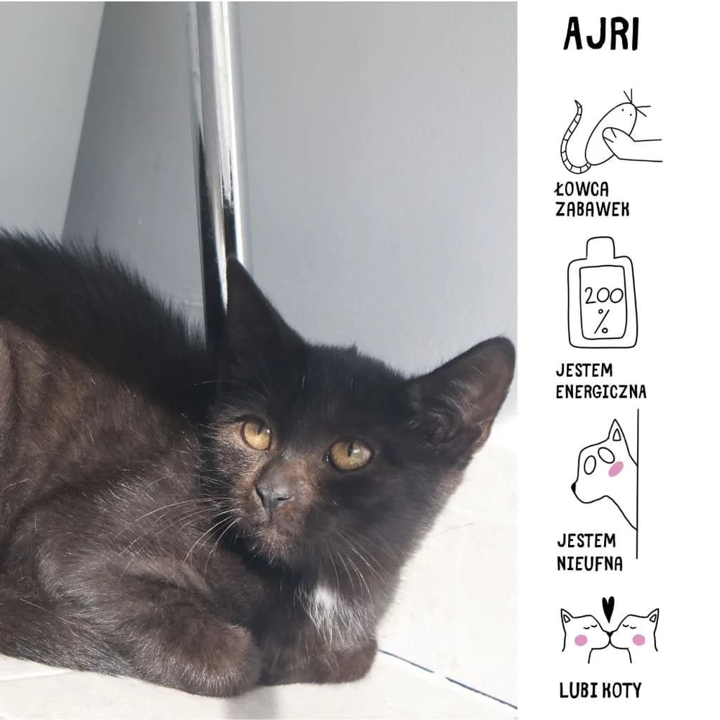 Ajri,  Mixed Breed for adoption at Schronisko Zabrze, Zabrze