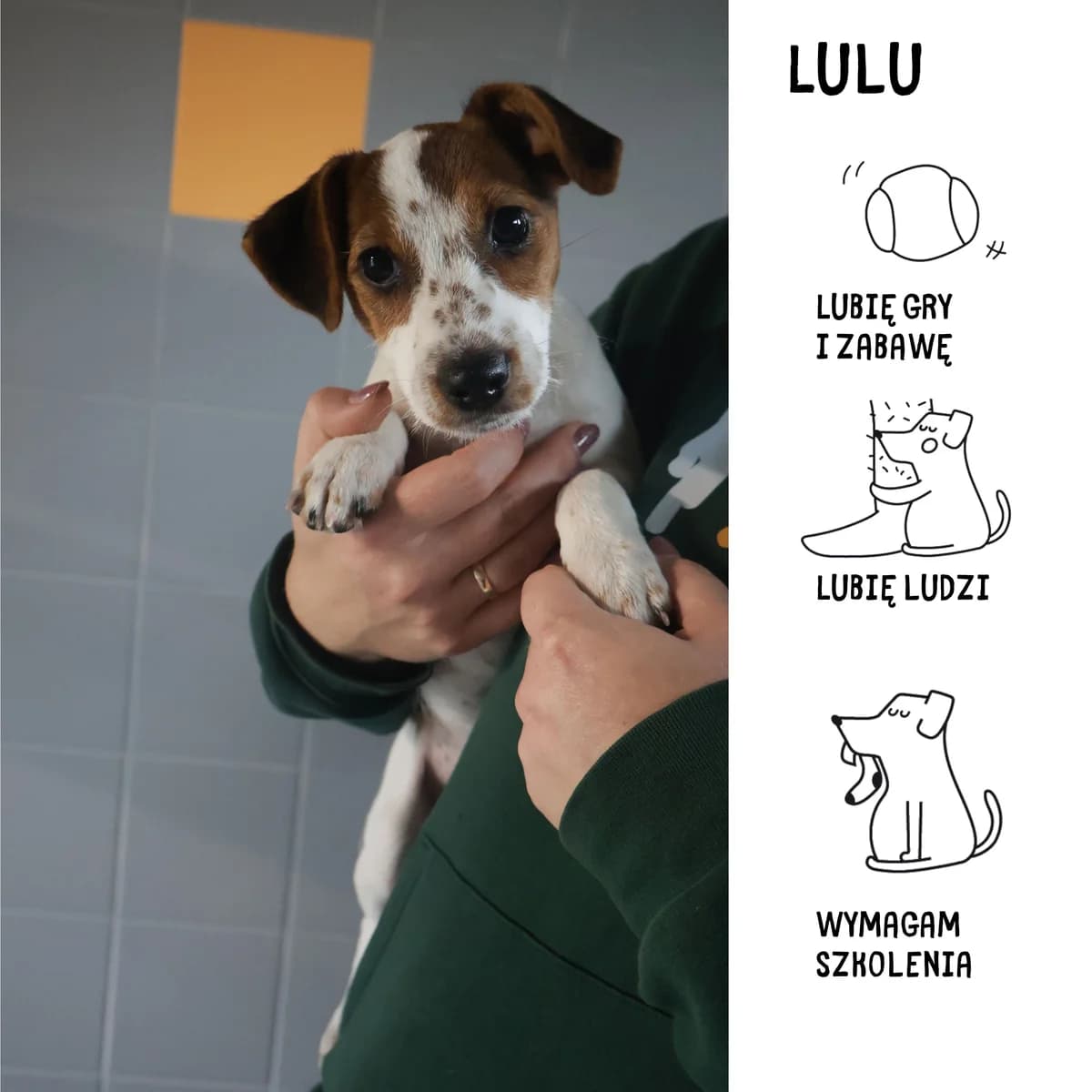 Lulu, female puppy Mixed Breed for adoption at Schronisko Zabrze, Zabrze