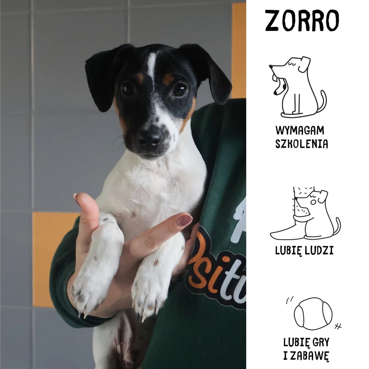 Zorro,  puppy Mixed Breed for adoption at Schronisko Zabrze, Zabrze