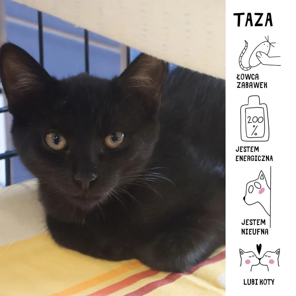 Taza,  Mixed Breed for adoption at Schronisko Zabrze, Zabrze