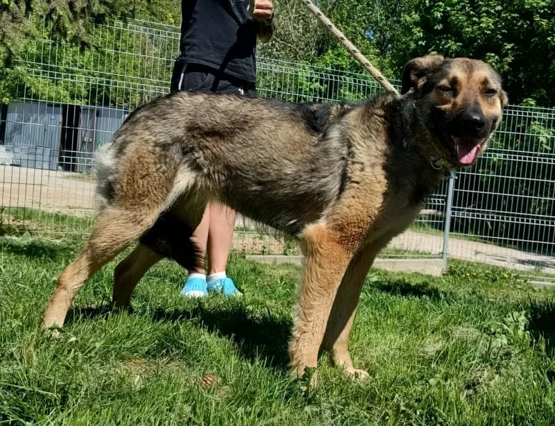 DAKOTA, Mixed Breed (Schronisko Komunalne Kętrzyn)