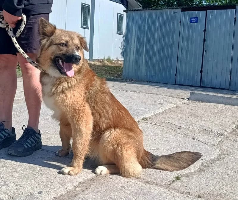 BAKUŚ, Mixed Breed (Schronisko Komunalne Kętrzyn)