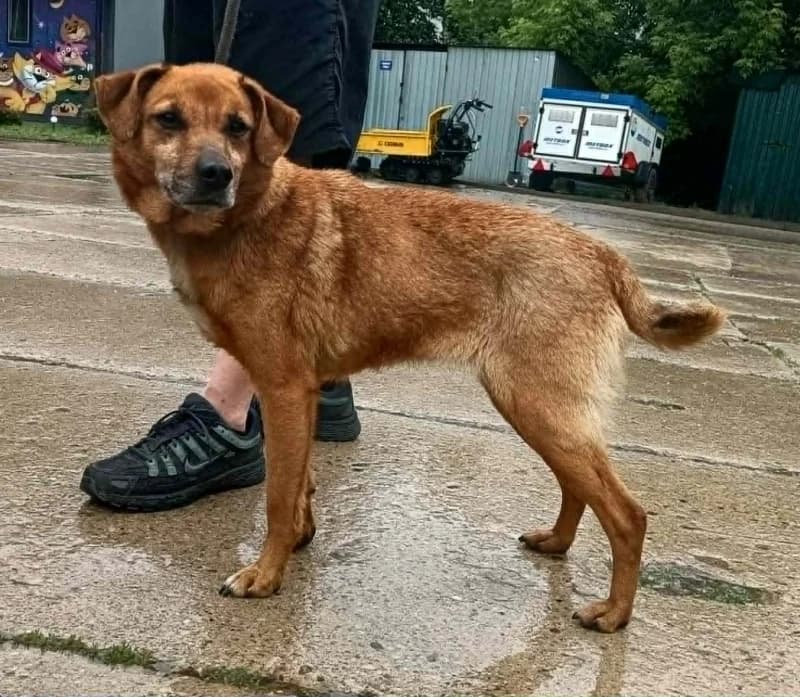 SABA,  senior Mixed Breed for adoption at Schronisko Komunalne Kętrzyn
