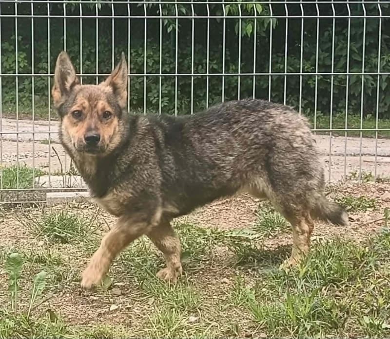 JOLKA,  young Mixed Breed for adoption at Schronisko Komunalne Kętrzyn