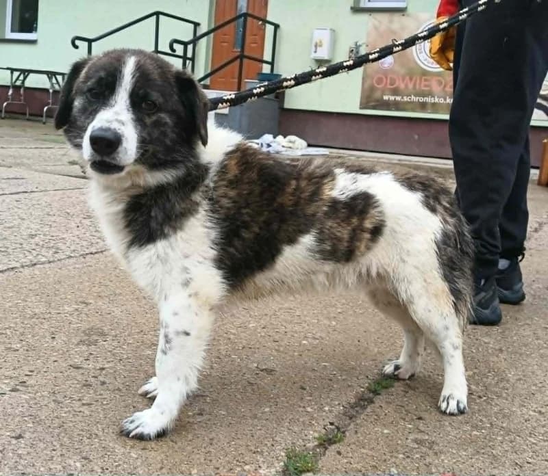 BENEK,  5yo Mixed Breed for adoption at Schronisko Komunalne Kętrzyn