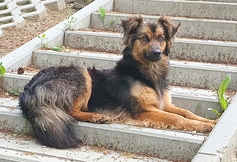 CZIKA,  young Mixed Breed for adoption at Schronisko Komunalne Kętrzyn