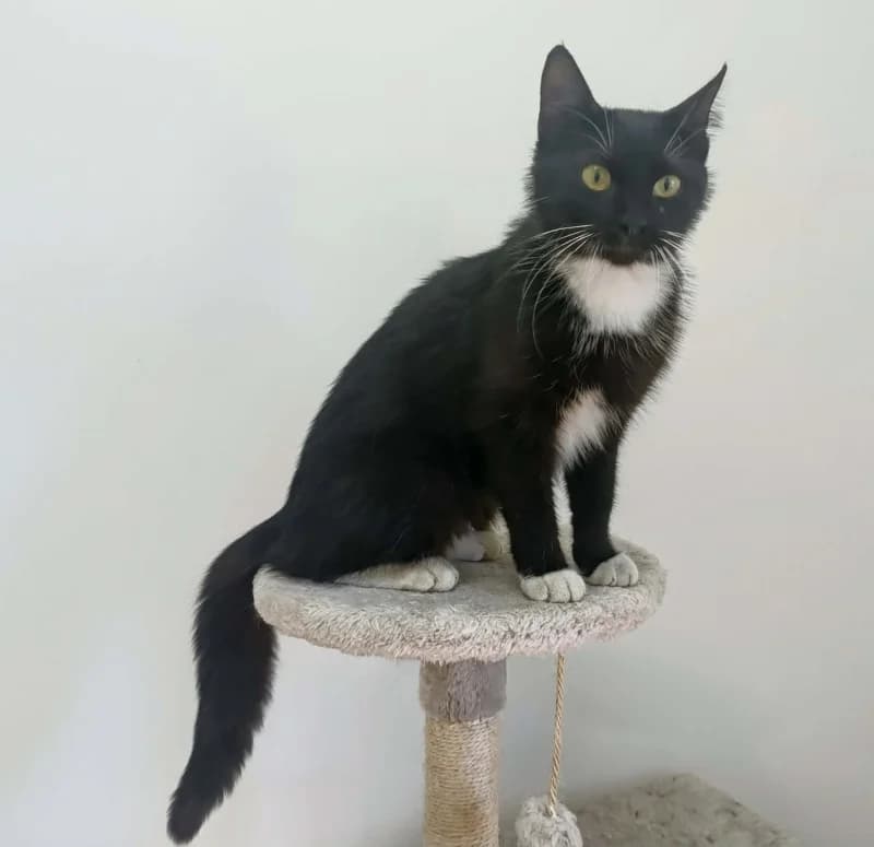 CZARNULKA,  young Mixed Breed for adoption at Schronisko Komunalne Kętrzyn
