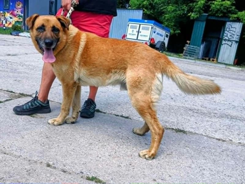 MISIEK II,  7yo Mixed Breed for adoption at Schronisko Komunalne Kętrzyn
