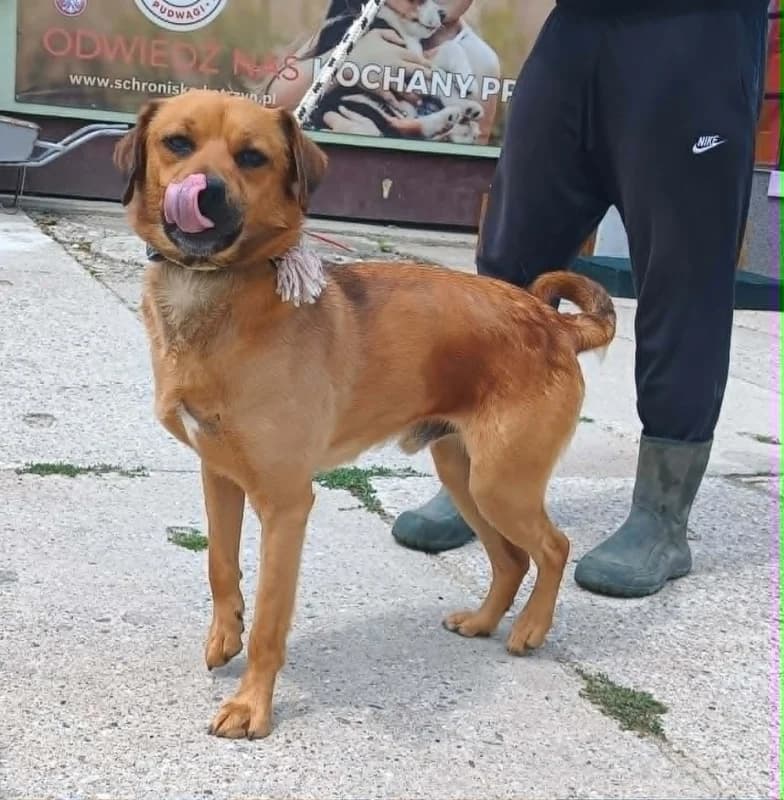 FABIO,  5yo Mixed Breed for adoption at Schronisko Komunalne Kętrzyn
