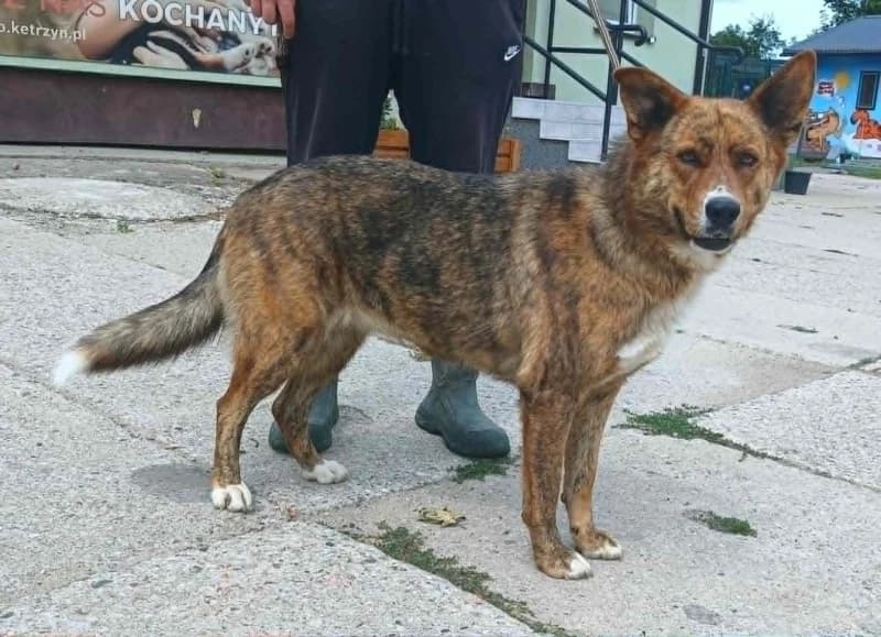 Coco, Mixed Breed (Adoptamics)