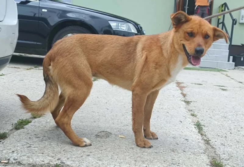 RUDA,  5yo Mixed Breed for adoption at Schronisko Komunalne Kętrzyn