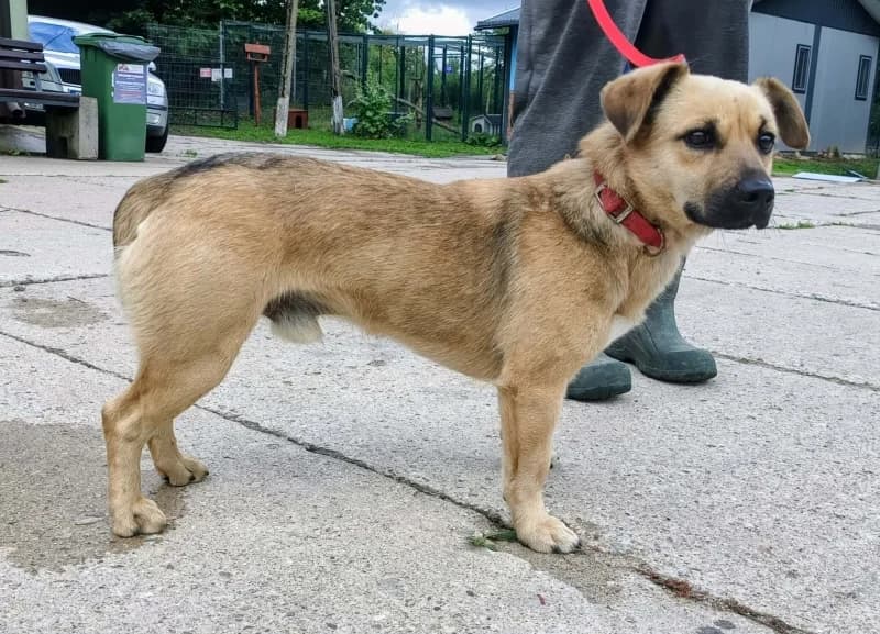 KACZOREK,  3yo Mixed Breed for adoption at Schronisko Komunalne Kętrzyn