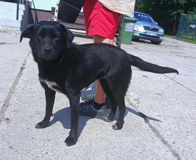 MIRELKA,  young Mixed Breed for adoption at Schronisko Komunalne Kętrzyn