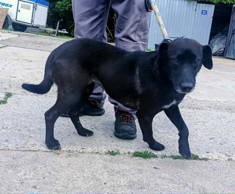 JAGODA,  3yo Mixed Breed for adoption at Schronisko Komunalne Kętrzyn