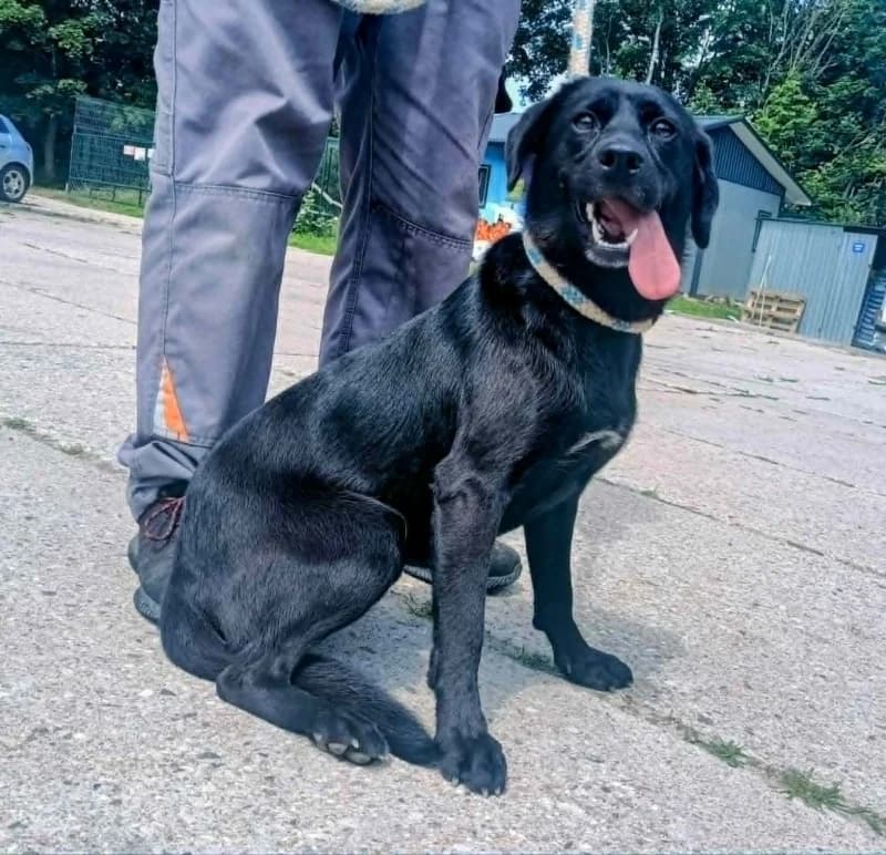 JEŻYNKA,  5yo Mixed Breed for adoption at Schronisko Komunalne Kętrzyn