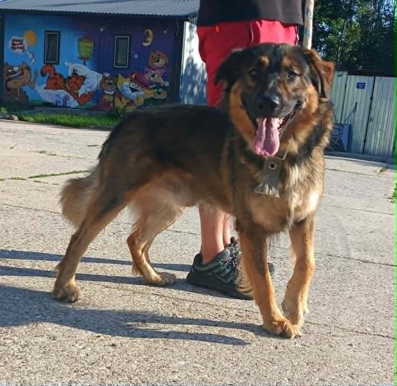 BARY,  3yo Mixed Breed for adoption at Schronisko Komunalne Kętrzyn