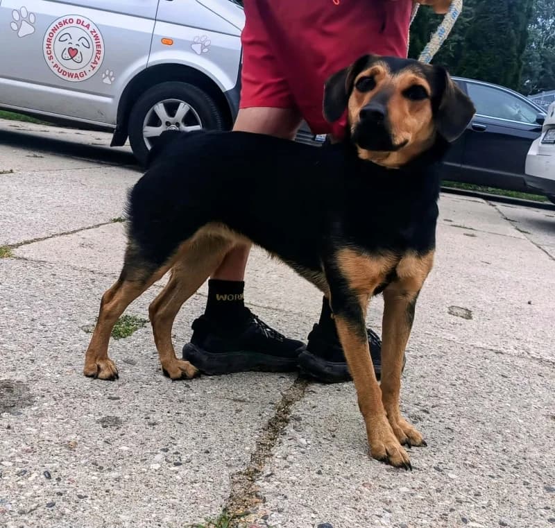 EDZIA,  4yo Mixed Breed for adoption at Schronisko Komunalne Kętrzyn