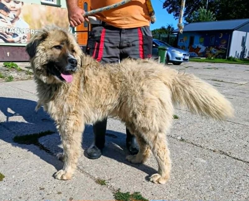TANOS, Mixed Breed (Schronisko Komunalne Kętrzyn)