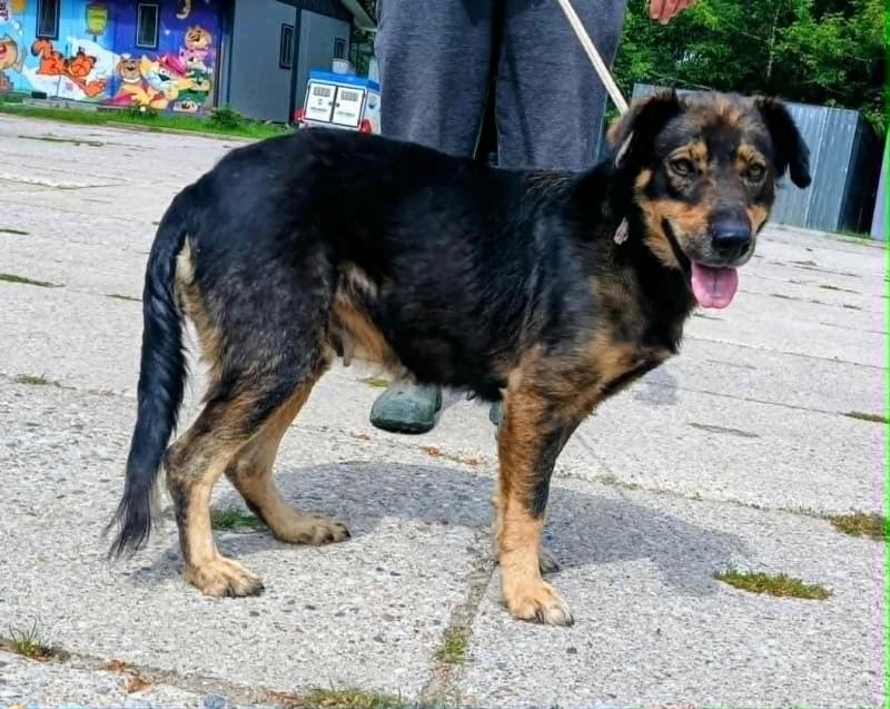MALAGA, Mixed Breed (Schronisko Komunalne Kętrzyn)