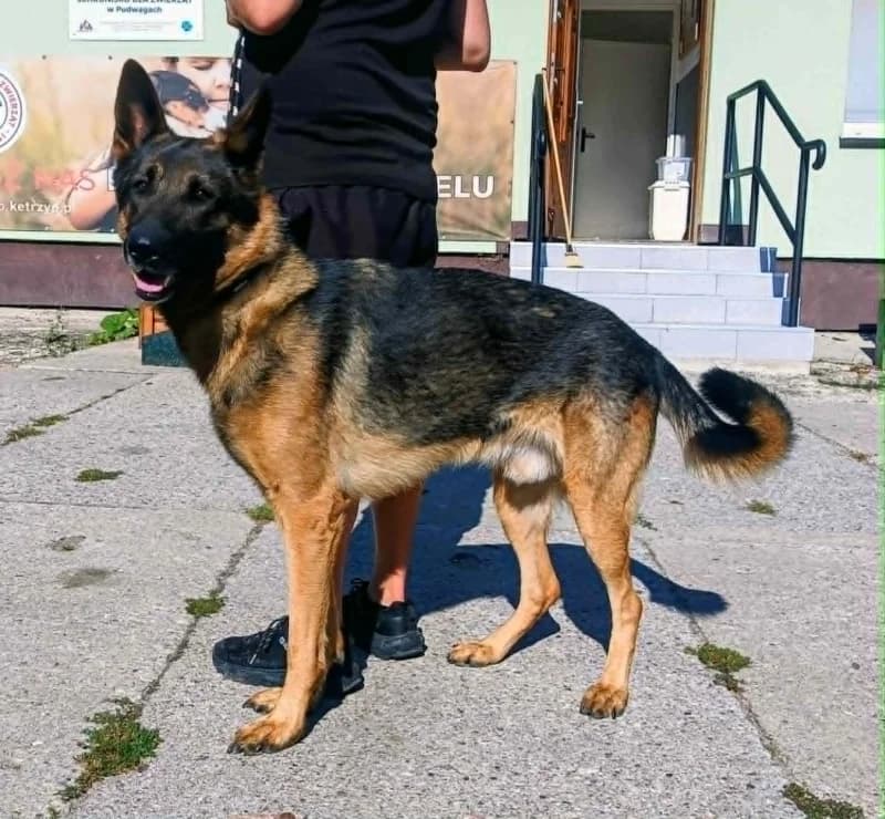 ARAMIS,  Mixed Breed for adoption at Schronisko Komunalne Kętrzyn