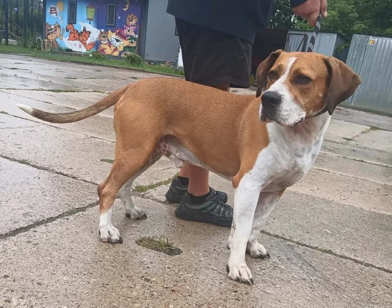 POPEK,  5yo Mixed Breed for adoption at Schronisko Komunalne Kętrzyn
