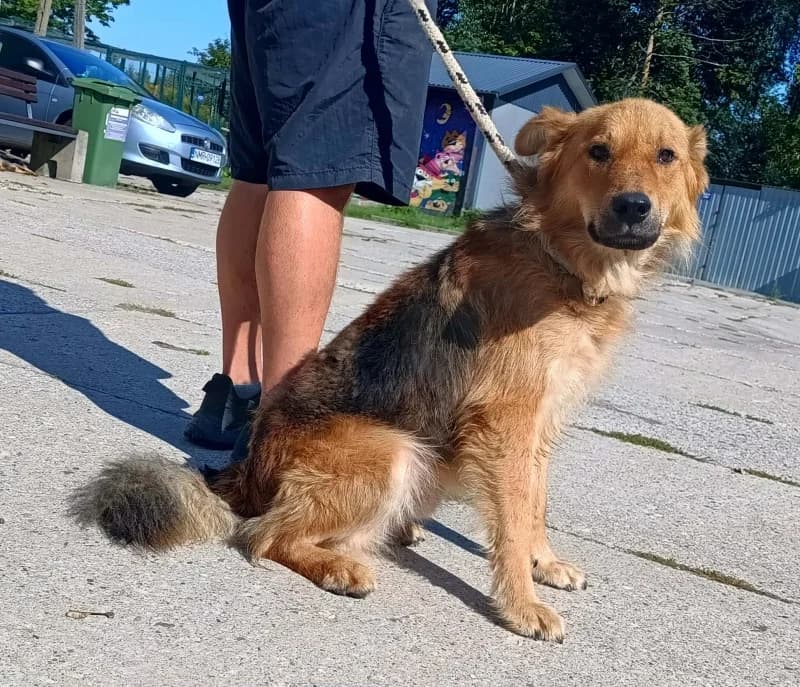 DANY,  5yo Mixed Breed for adoption at Schronisko Komunalne Kętrzyn