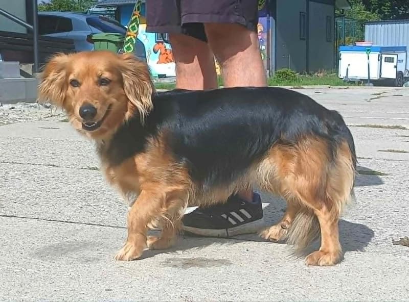 LUSIA,  3yo Mixed Breed for adoption at Schronisko Komunalne Kętrzyn