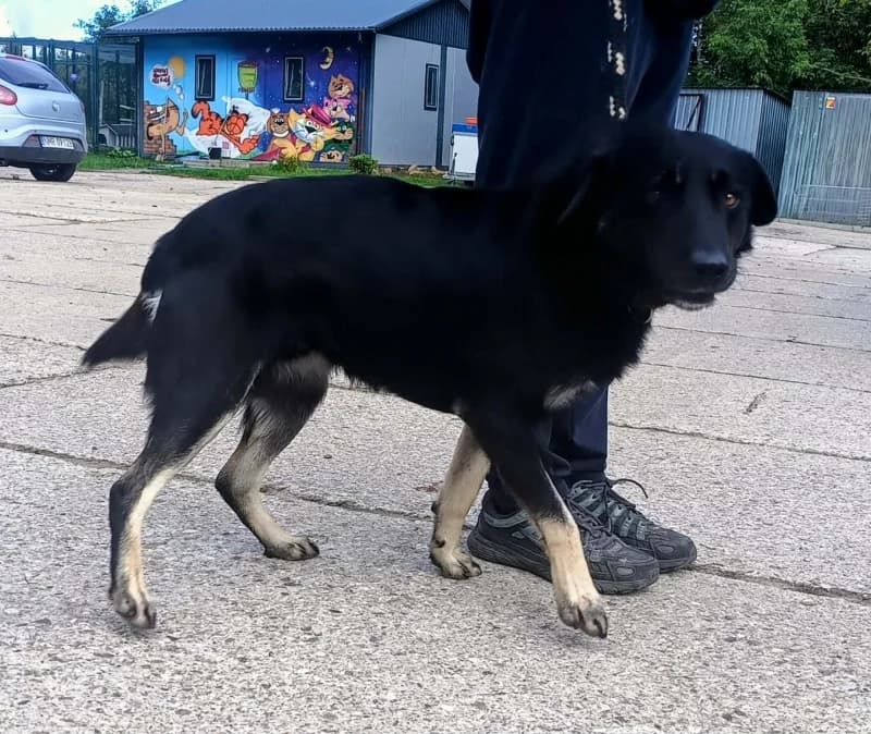 LUIZ,  3yo Mixed Breed for adoption at Schronisko Komunalne Kętrzyn