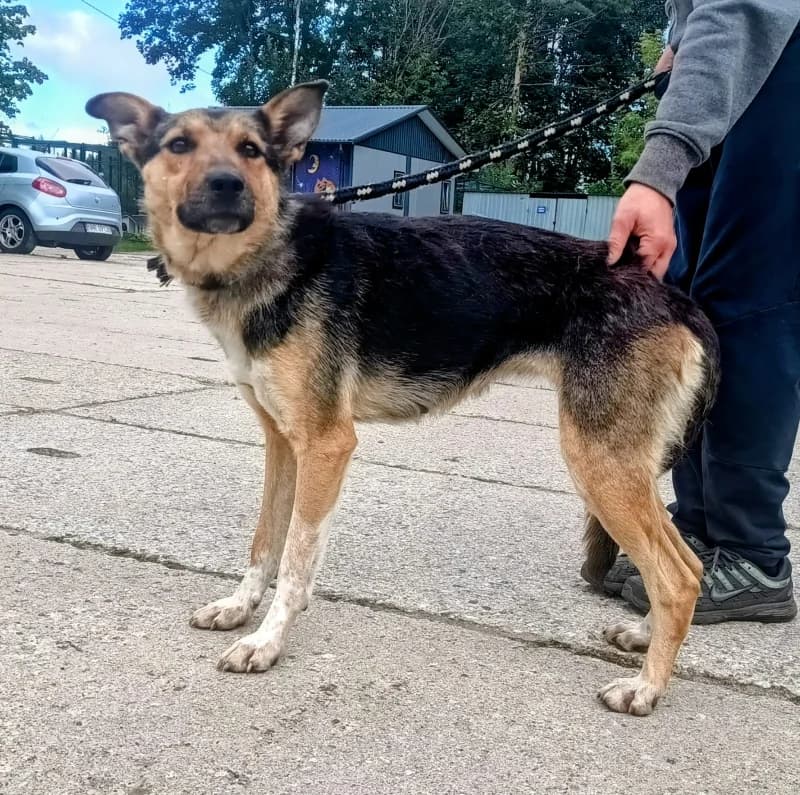 JASZKA,  3yo Mixed Breed for adoption at Schronisko Komunalne Kętrzyn