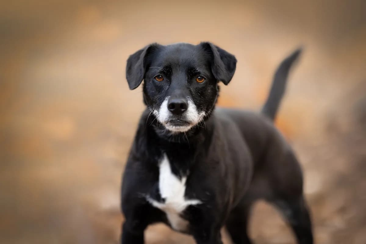 Amorka- suczka do adopcji, female Mixed Breed for adoption at Schronisko dla Zwierząt Puławy